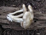 Entoloma rhodopolium image