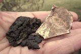 Kretzschmaria deusta image