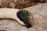Phallus hadriani image