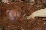 Phallus hadriani image