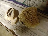 Sarcodontia pachyodon image