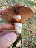 Cortinarius glutinosoarmillatus image