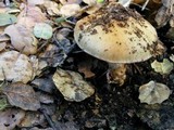 Cortinarius glutinosoarmillatus image