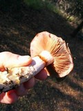 Cortinarius glutinosoarmillatus image