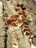 Steccherinum ochraceum image