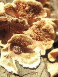 Steccherinum ochraceum image