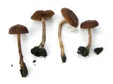 Pachylepyrium carbonicola image