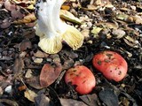 Russula cremoricolor image