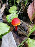 Hygrocybe marchii image