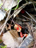 Hygrocybe marchii image