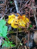 Hygrocybe acutoconica image