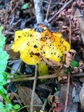 Hygrocybe acutoconica image