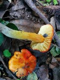 Hygrocybe acutoconica image