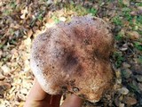 Tricholoma dryophilum image