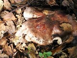 Tricholoma dryophilum image