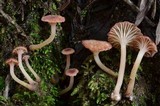 Contumyces rosellus image