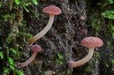 Contumyces rosellus image