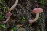 Contumyces rosellus image