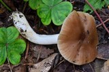 Hygrocybe colemanniana image