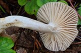 Hygrocybe colemanniana image