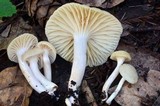 Cuphophyllus virgineus image