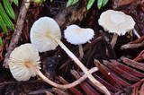 Cystolepiota seminuda image