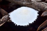 Cystolepiota seminuda image