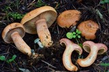 Lactarius rubrilacteus image