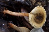 Lepiota castanea image