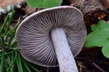 Tricholoma myomyces var. cystidiotum image