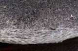 Tricholoma myomyces var. cystidiotum image