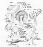 Clitocybe phyllophila image