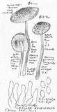 Lepiota roseifolia image