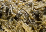 Schizothecium hispidulum image