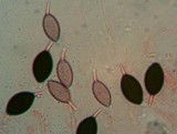 Schizothecium hispidulum image