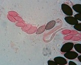 Schizothecium hispidulum image
