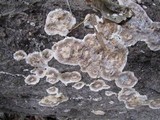 Kretzschmaria deusta image