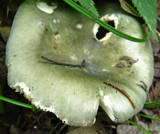Russula aeruginea image