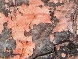 Peniophora incarnata image