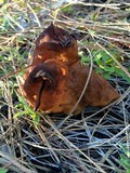 Gyromitra infula image