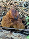 Gyromitra infula image