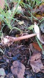 Rhodocollybia butyracea image