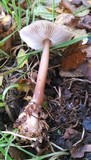 Rhodocollybia butyracea image