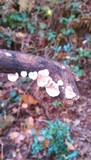 Crepidotus variabilis image