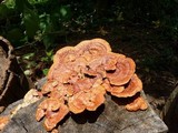 Pycnoporus sanguineus image