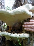 Ganoderma australe image