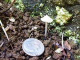 Entoloma stylophorum image