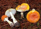 Amanita persicina image
