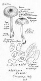 Leptonia earlei image