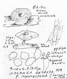 Nolanea cetrata f. minimospora image